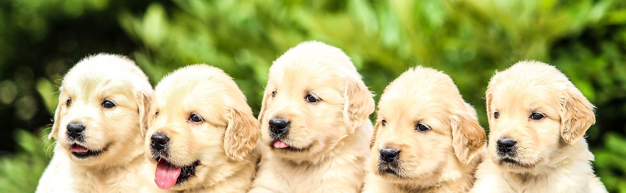 Five cute puppies