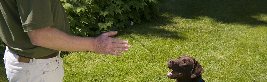Trainer with hand out in front of dog sitting on grass