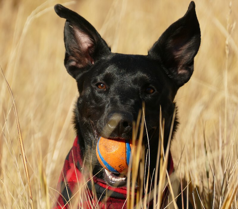 Dog sitting in tall grass with ball in mouth