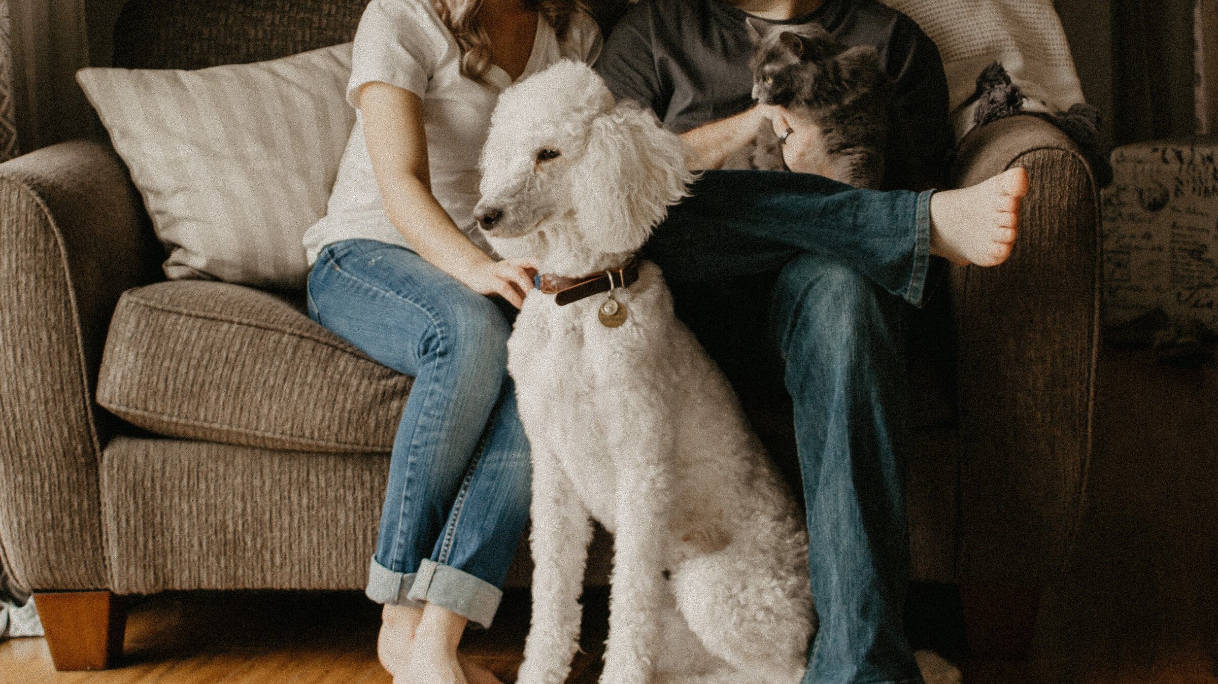 Couple sitting on a couch with poodle and cat