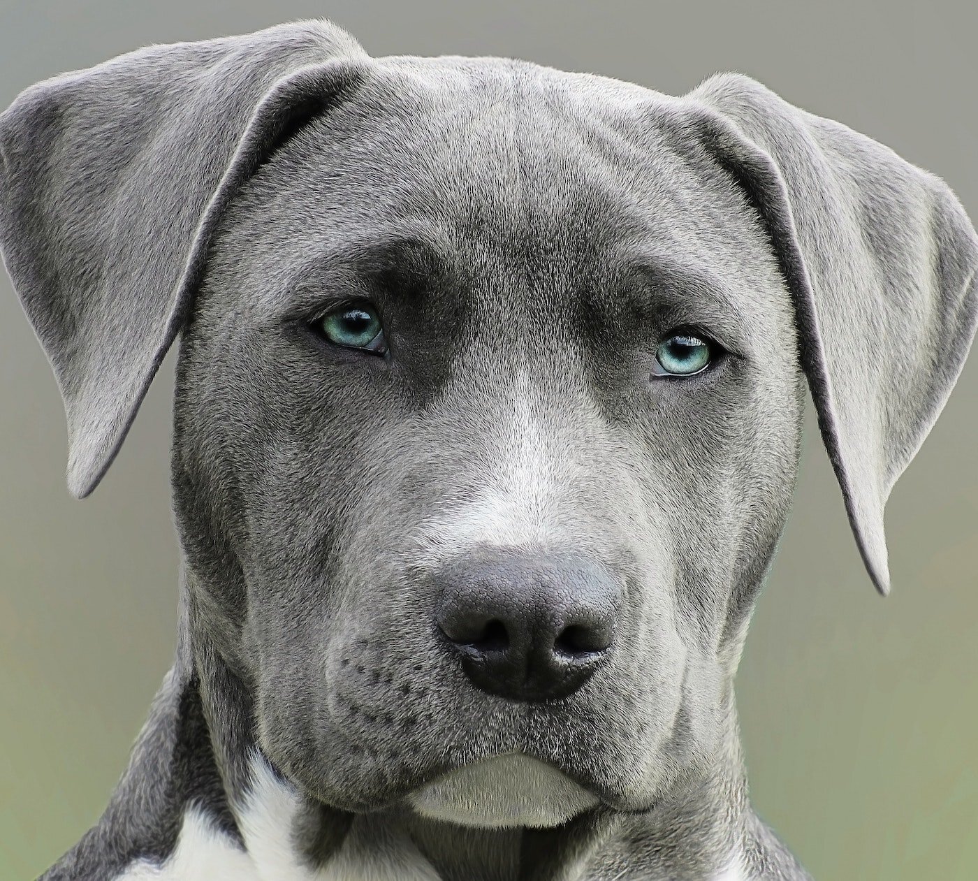 Grey dog looking directly at the camera