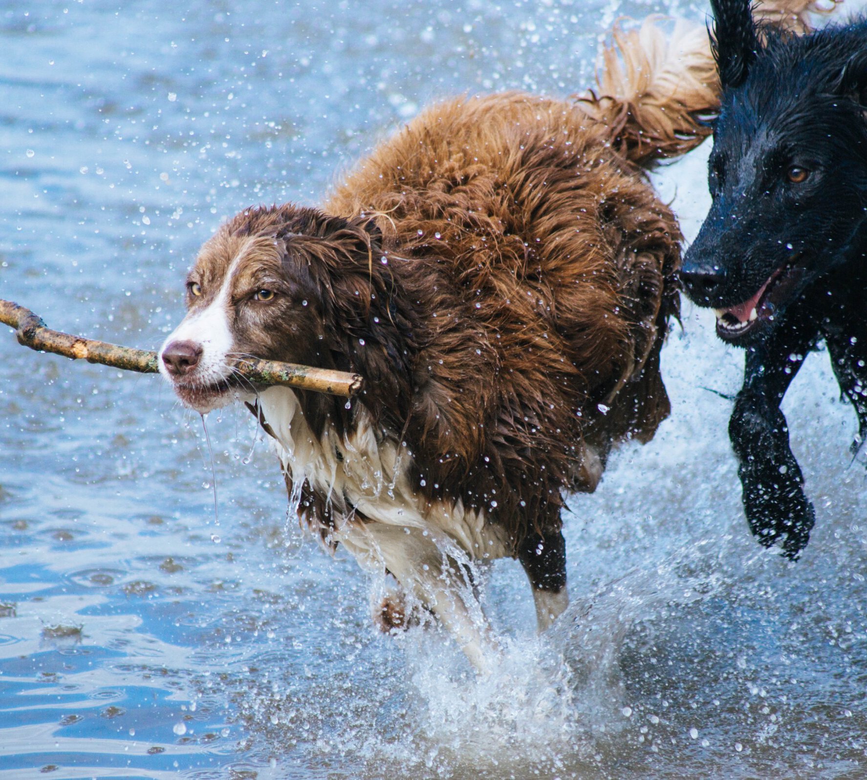 Two dogs running in water with one dog holding a stick