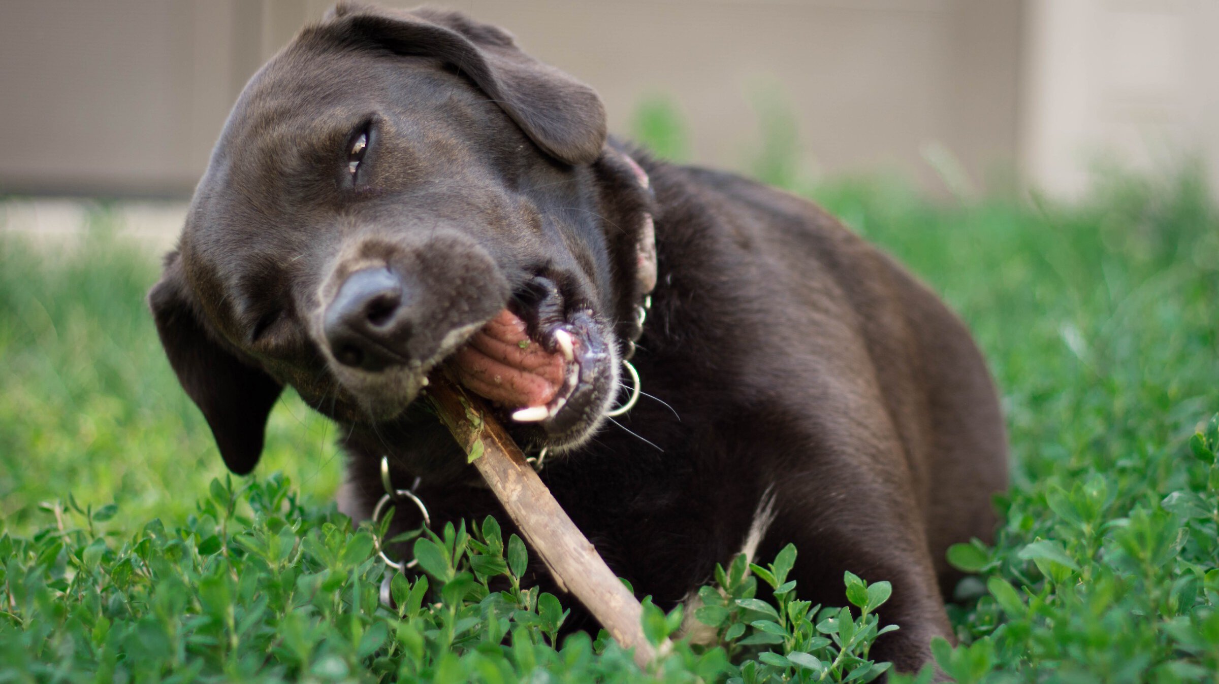 Dog chewing on stick while lying on the grass