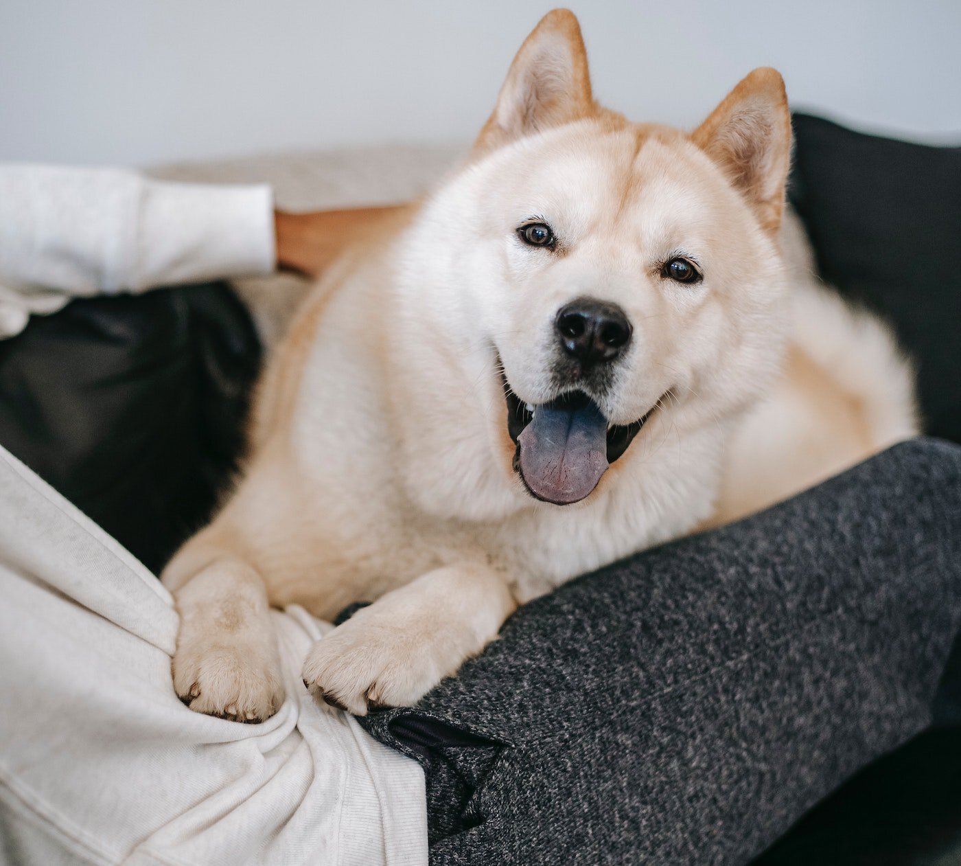 Man on couch with his happy dog