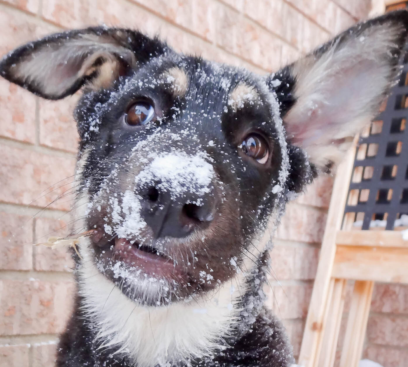 Cute puppy in snow with quizzical expression