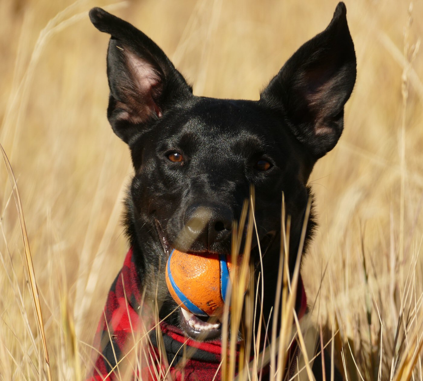 Dog with ball in long grass