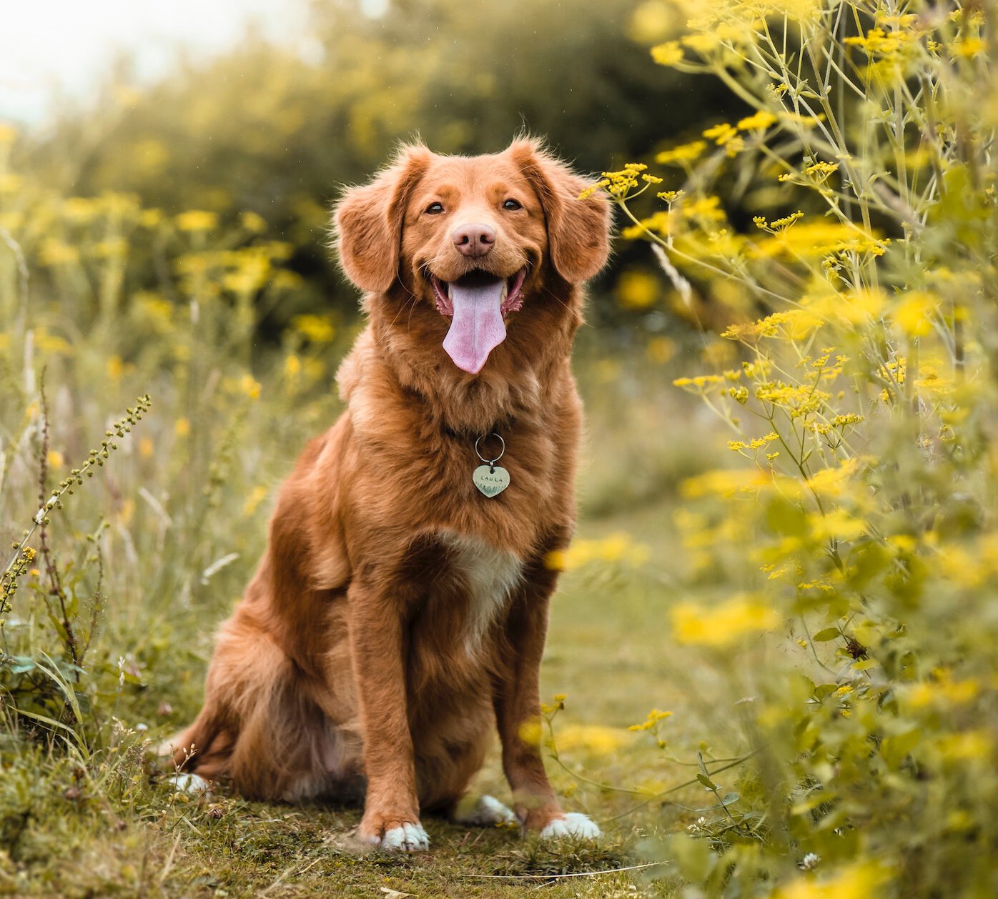 Dog happily sitting on a trail amongst flowers