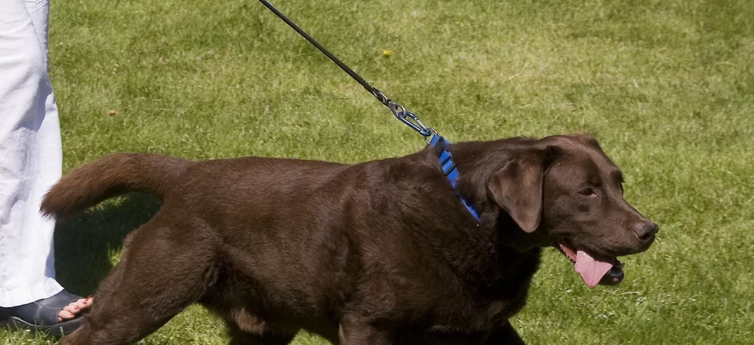 How to Stop your Dog Pulling on the Leash