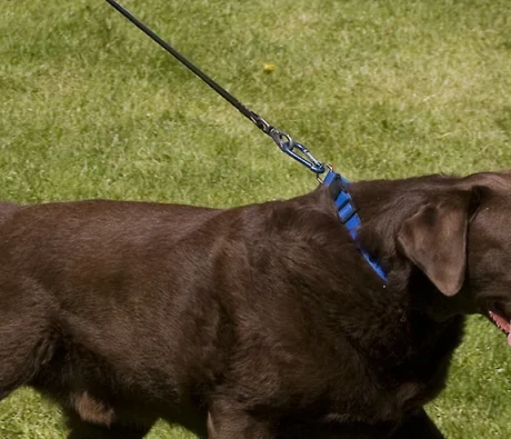 How to Stop Your Dog From Pulling on the Leash