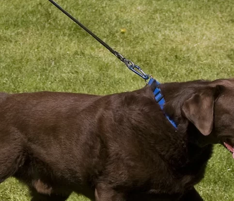How to Stop your Dog Pulling on the Leash