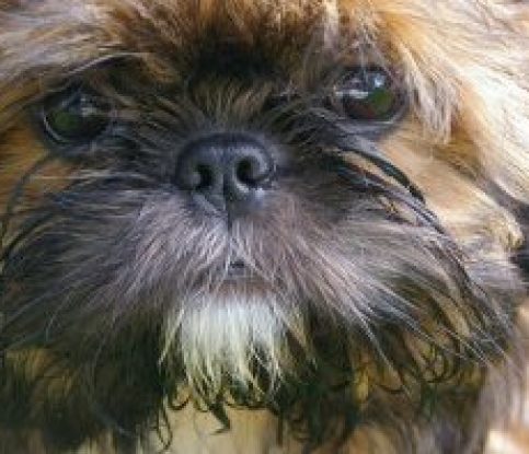 All About The Shih Tzu