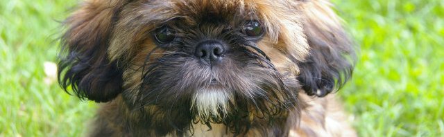 All About The Shih Tzu