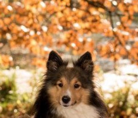 Autumn Safety Tips for your Dog