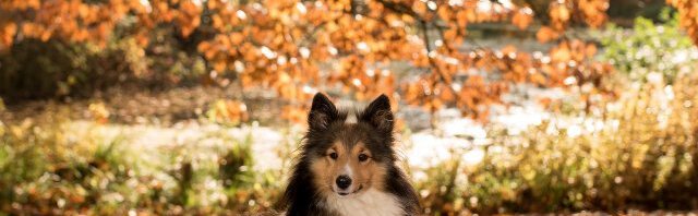 Autumn Safety Tips for your Dog