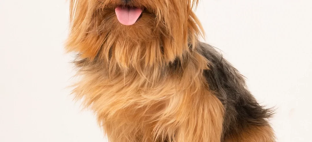 Get to Know Breed of the Month – Yorkshire Terriers