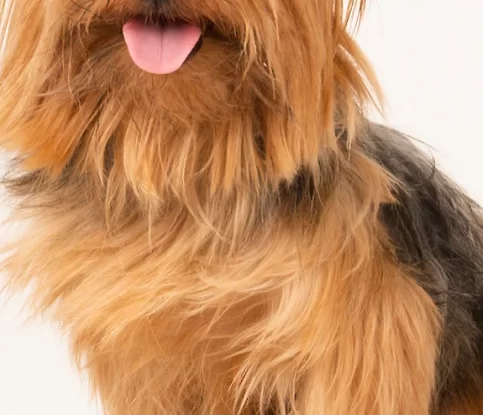 Get to Know Breed of the Month – Yorkshire Terriers