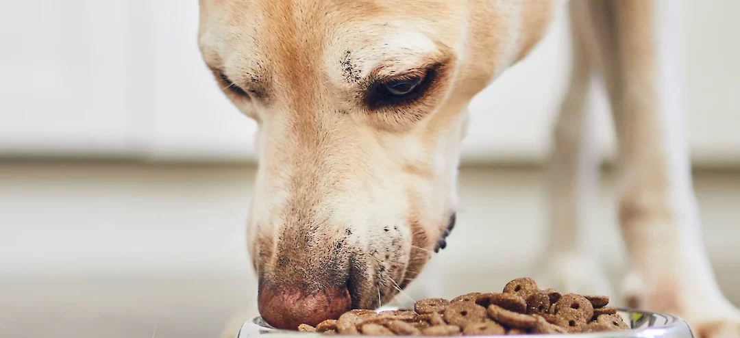 Learn More about Dogs and Food Aggression