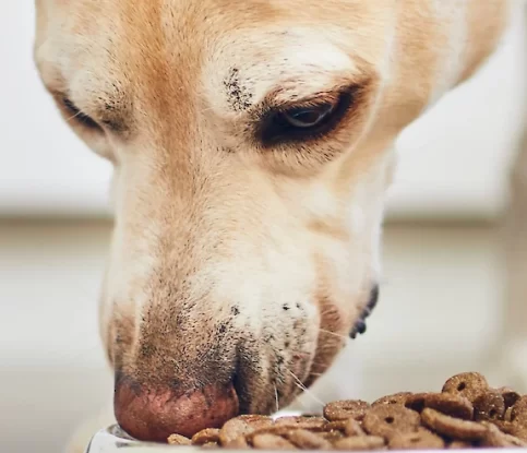 Learn More about Dogs and Food Aggression
