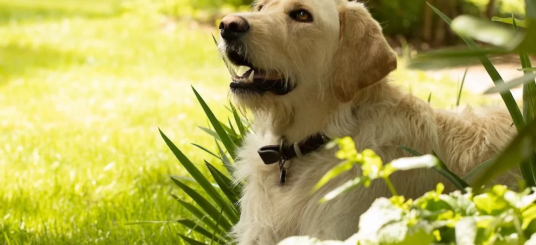 Tips for Gardening with Dogs