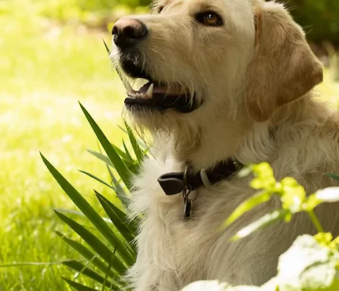 Tips for Gardening with Dogs