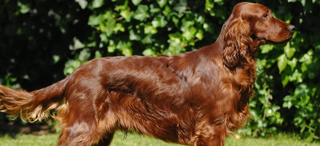 Irish Breeds St.Patricks Pooches