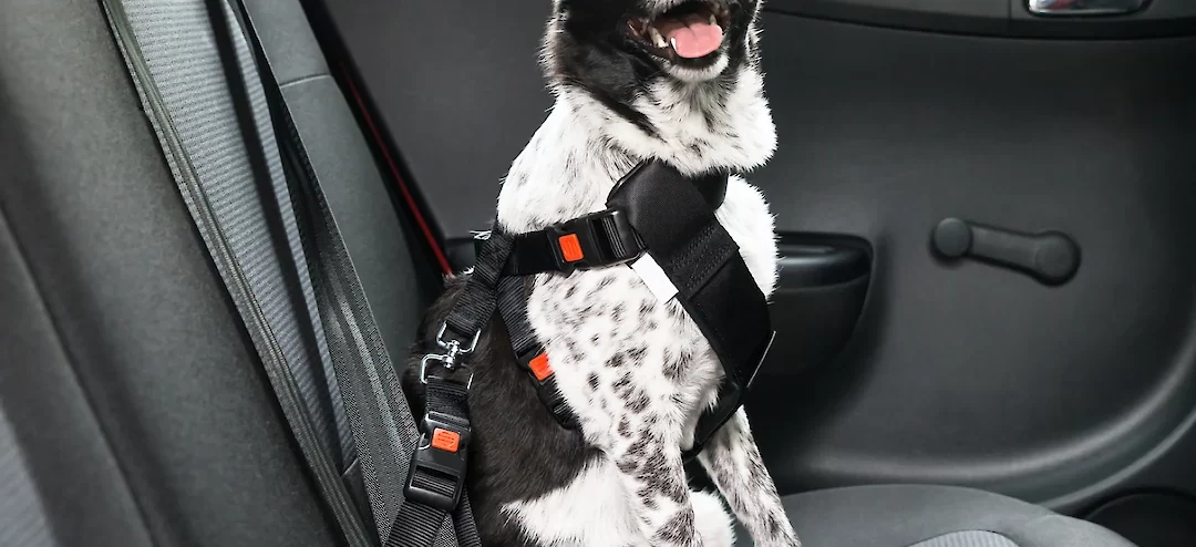 Car Safety – Dog Seatbelts