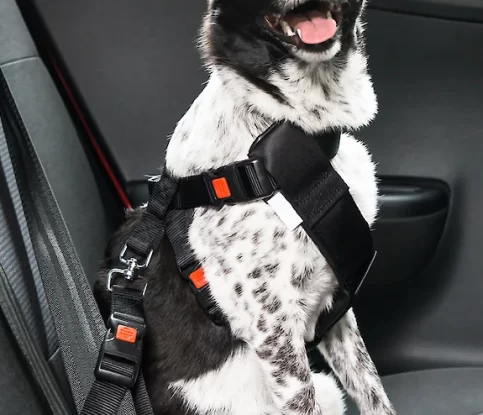 Car Safety – Dog Seatbelts