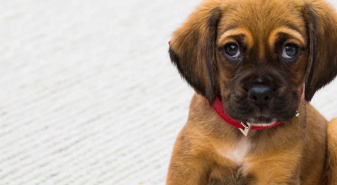 Avoid These Common Mistakes When House Training Your Puppy