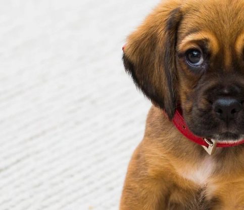 Avoid These Common Mistakes When House Training Your Puppy
