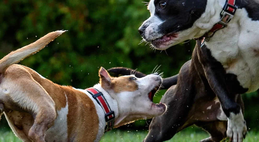 Understanding Dog Aggression