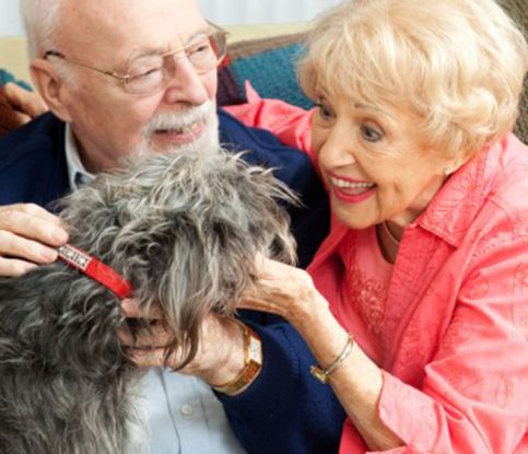 Choosing the Right Dog for Your Senior Years