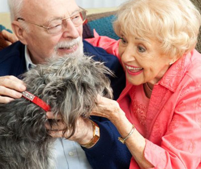 Choosing the Right Dog for Your Senior Years