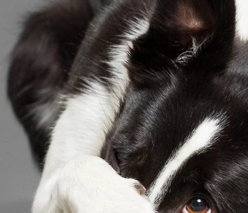 Do dogs show shame or guilt?
