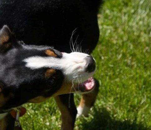 Dog Bites: Facts and Prevention