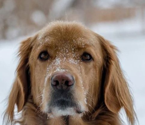 Keeping Your Dog Safe in Winter
