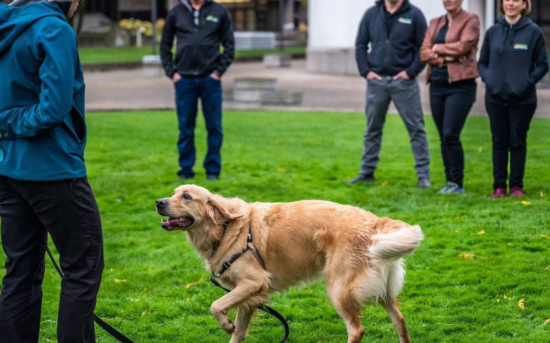 From Passion to Profession: How to Turn Your Love for Dogs into a Successful Career with Bark Busters