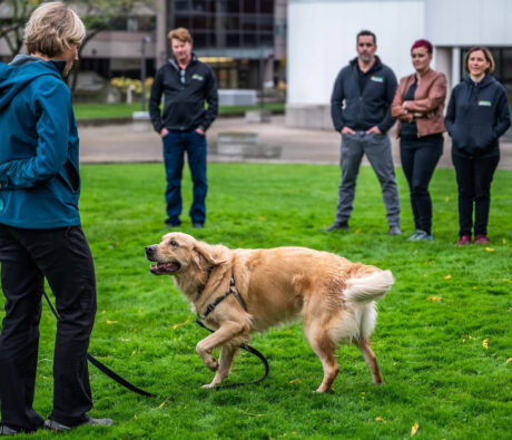 From Passion to Profession: How to Turn Your Love for Dogs into a Successful Career with Bark Busters