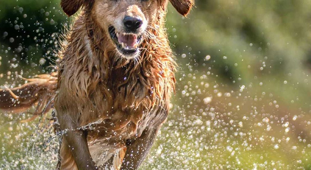 Hazards for Your Dog in Summer