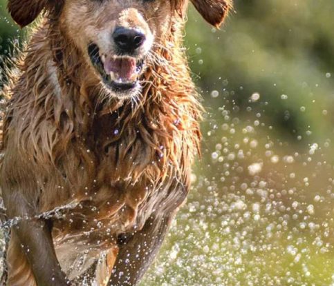 Hazards for Your Dog in Summer