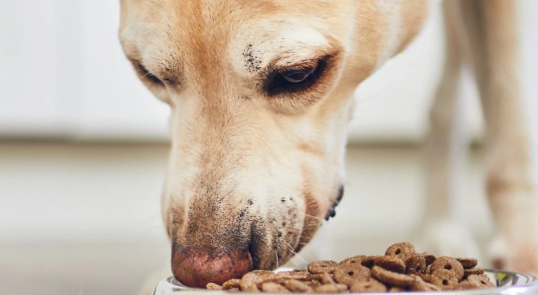 How to Handle your Dog’s Food Aggression.