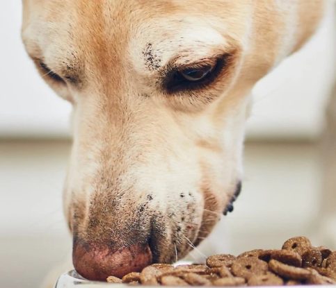 How to Handle your Dog’s Food Aggression.