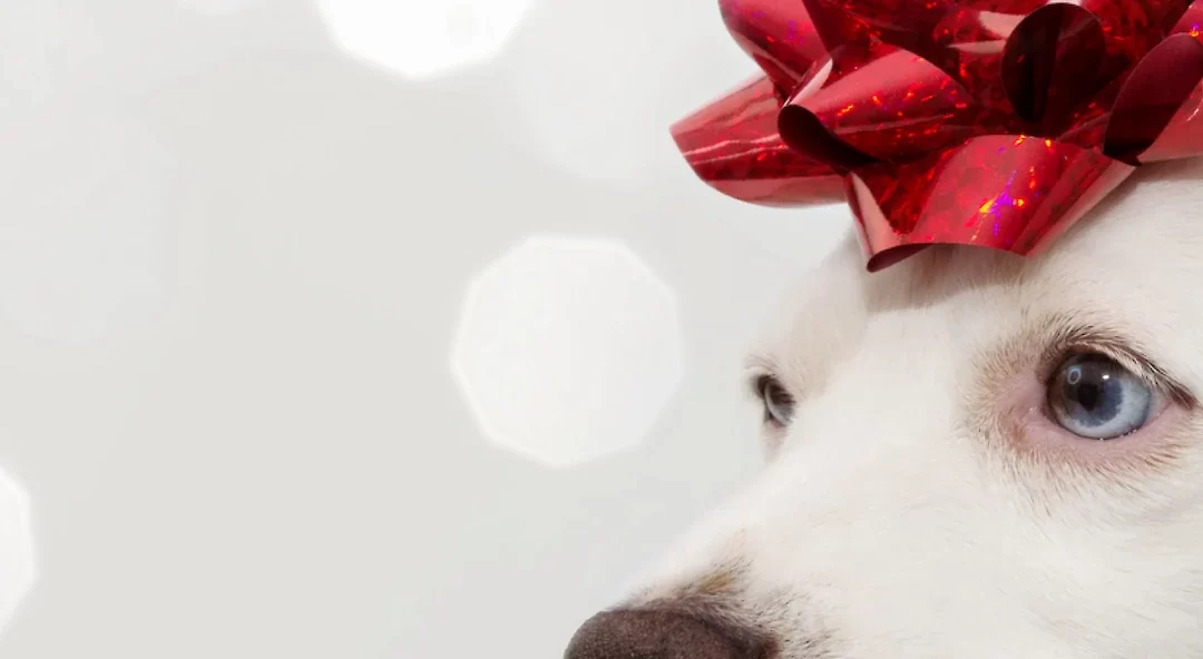 Why Dogs Don’t Make Good Holiday Presents