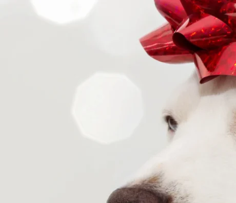 Why Dogs Don’t Make Good Holiday Presents