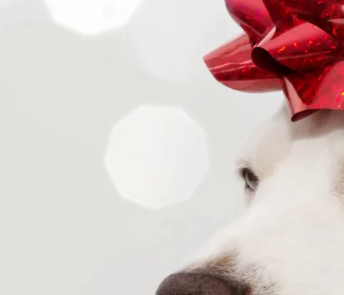 Why Dogs Don’t Make Good Holiday Presents