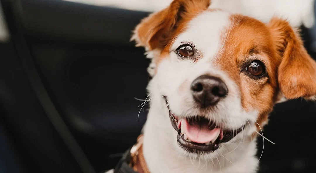 Tips for Avoiding Car Sickness in Dogs