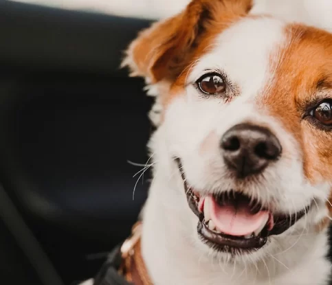 Tips for Avoiding Car Sickness in Dogs