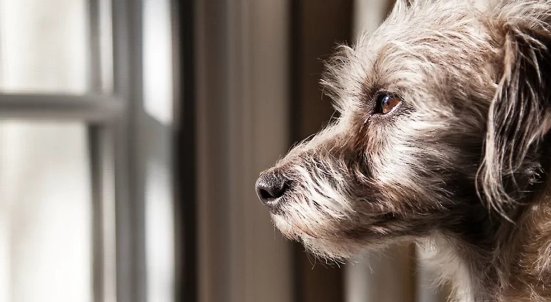 Supporting Your Dog When They Lose a Friend