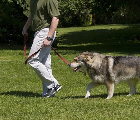 Why It’s Important For Your Dog To Follow You