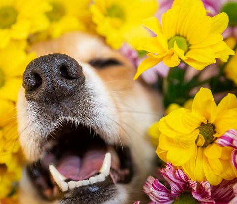 It’s Spring! What Does That Mean For Your Dog?