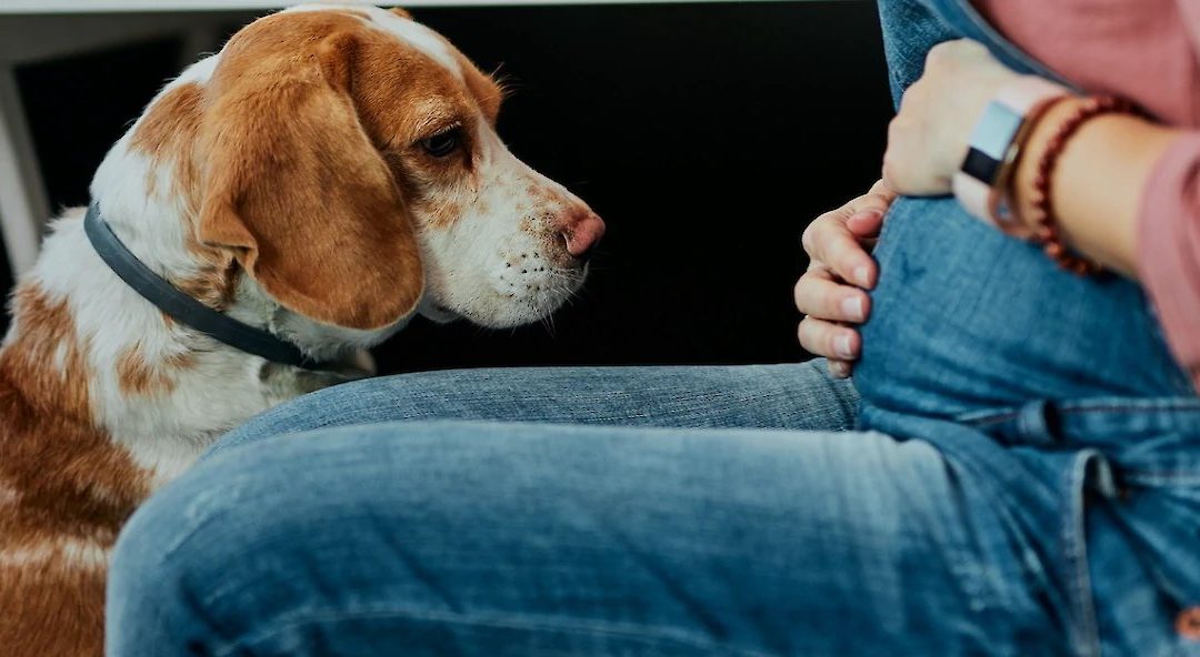 Preparing your dog for change: 6 months before baby arrival